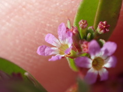 Lythrum tribracteatum