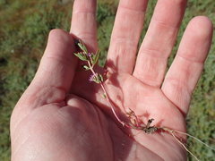 Lythrum tribracteatum
