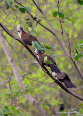 Garrulax leucolophus