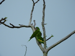 Brotogeris versicolurus