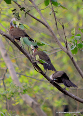 Garrulax leucolophus