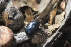 Cotinis antonii