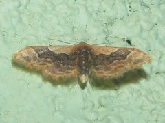 Idaea occidentaria