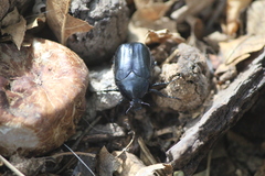 Cotinis antonii