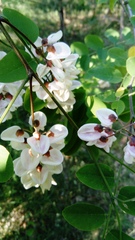Robinia pseudoacacia