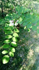 Robinia pseudoacacia