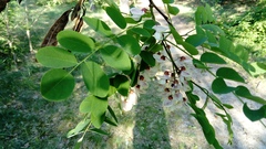 Robinia pseudoacacia