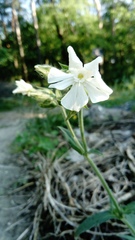 Silene latifolia