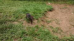 Dasyprocta fuliginosa