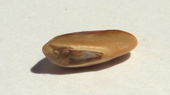 Manilkara longifolia