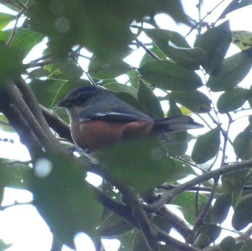 Buff-throated Warbling Finch (Microspingus lateralis), photo 9