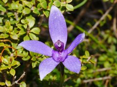 Caladenia × tutelata