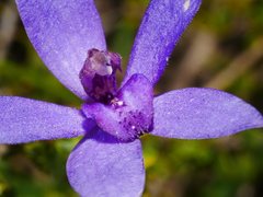 Caladenia × tutelata