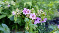 Mirabilis nyctaginea