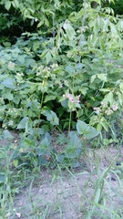 Mirabilis nyctaginea