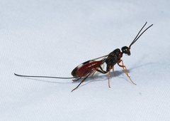 Aulacidae