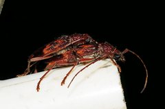 Phoracantha synonyma