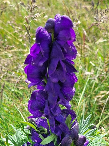 Image of Aconitum tauricum by (c) ahabo, some rights reserved (CC BY)