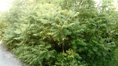 Rhus typhina