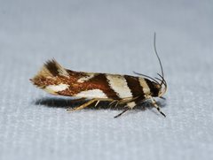 Macrobathra desmotoma