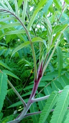Rhus typhina