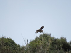 Buteo buteo rothschildi