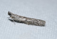 Meyrickiella homosema