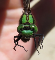 Ophiogomphus mainensis
