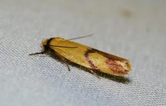 Plectobela ecliptica