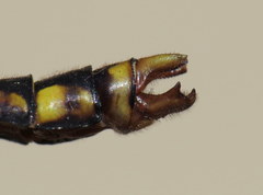 Ophiogomphus mainensis