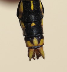 Ophiogomphus mainensis