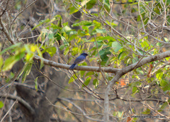 Cyornis rubeculoides