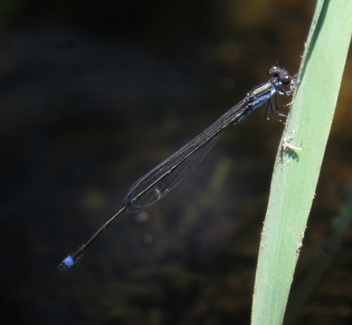 Blackwater Bluet photo 3