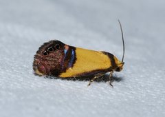 Eupselia satrapella