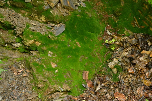 Scopelophila ligulata observed 2024-07-21