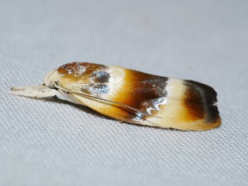 Piloprepes anassa Meyrick, 1889