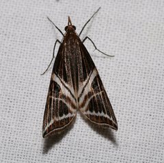 Phrataria transcissata