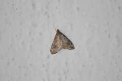 Evergestis rimosalis