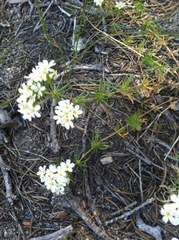 Leptosiphon nuttallii pubescens