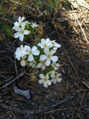 Leptosiphon nuttallii pubescens