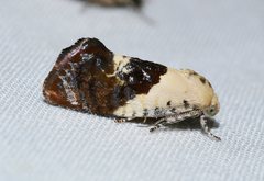 Hypertropha chlaenota