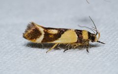Macrobathra chrysotoxa