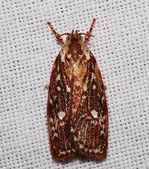 Euchaetis metallota