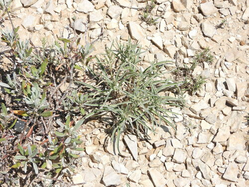 Colorado Green Gentian (Frasera coloradensis)