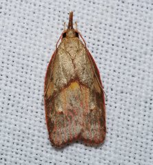 Enchocrates glaucopis