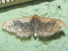 Idaea occidentaria