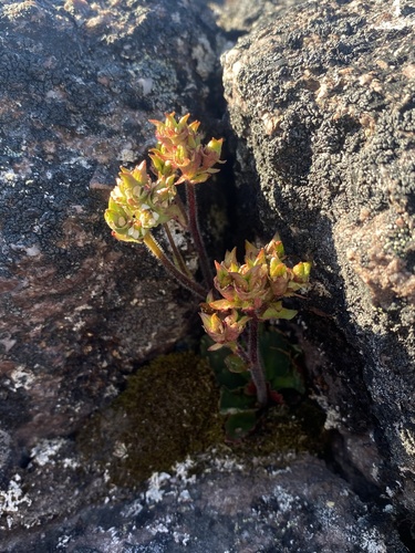 Image of Micranthes nivalis by (c) Ingvild Riska, some rights reserved (CC BY)