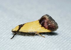 Crepidosceles exanthema