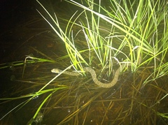 Nerodia erythrogaster