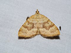 Chrysolarentia correlata